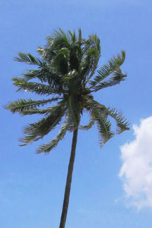 Lone Palm Tree