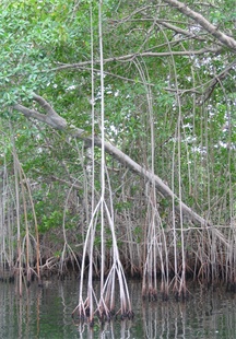 Black River Roots