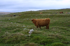 Grazing Cattle