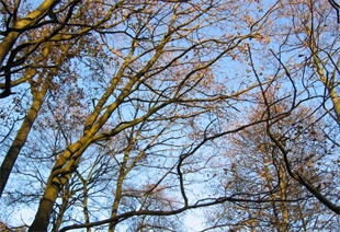 Autumn Trees