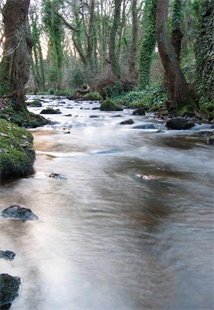 Rivelin River