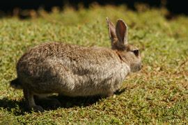 Rabbit Photograph Shot 2006 with a Canon 20D + EF 100-400mm f/4.5-5.6 L IS USM lens.
  	