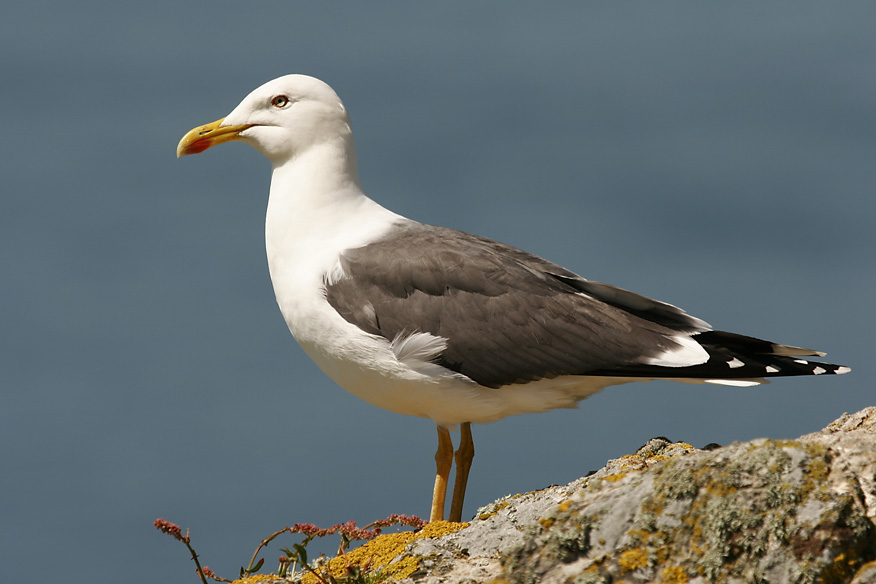 Seagull