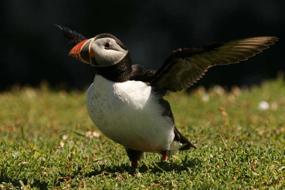 Puffin spreading it wings