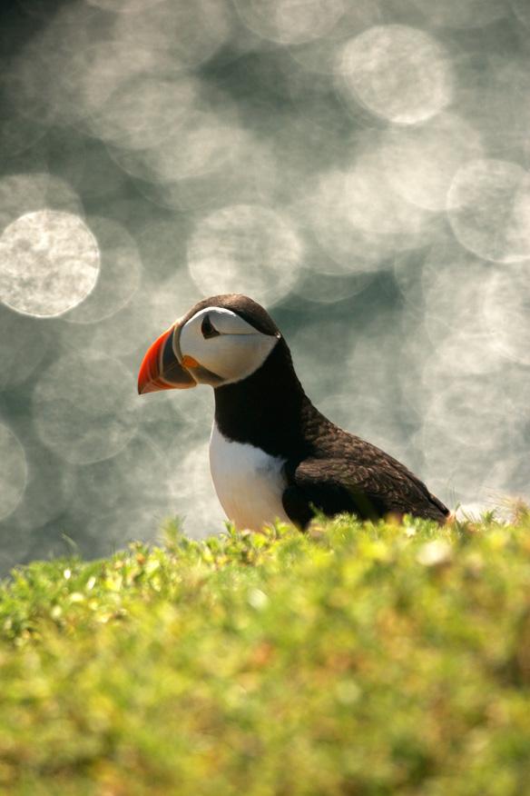 Glittering Puffin