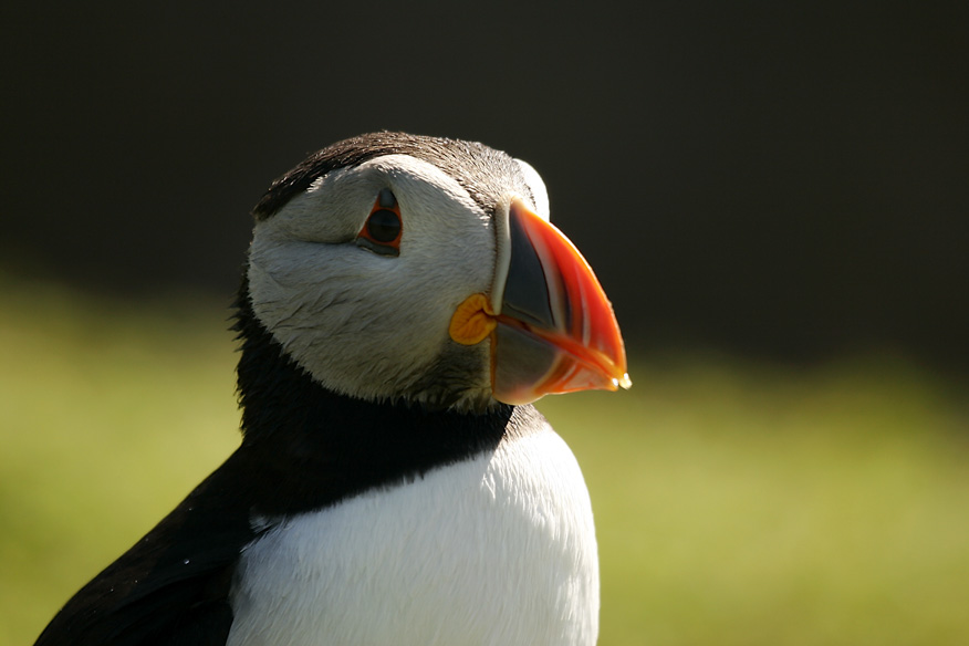 Puffin portrait