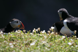 Puffins