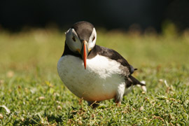 More puffins