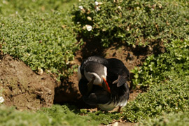 Burrow Puffin