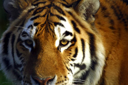 Fauna