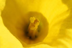 Macro image gallery