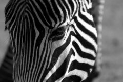 bw_grevys_zebra1