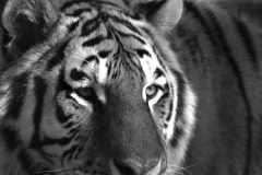 bw_siberian_tiger3