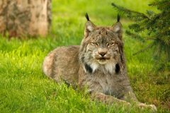 lynx_srgb