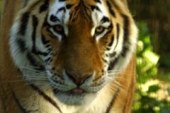 siberian_tiger1