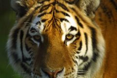 siberian_tiger2