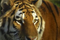 siberian_tiger3