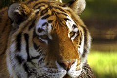 siberian_tiger4