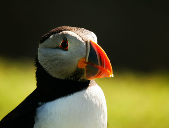 Skomer Island